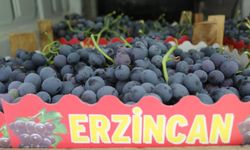 Cimin Üzümü'nde hasat başladı