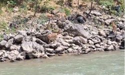 Dağ keçileri Munzur Nehri kıyısında görüntülendi