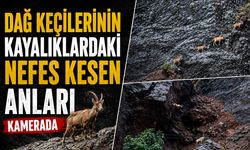 Dağ keçilerinin kayalıklardaki nefes kesen anları kamerada