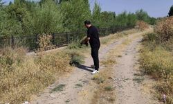 Duyarlı esnaf kaplumbağayı kurtardı