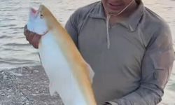 Elazığ'da oltaya nadir görülen sarı alabalık takıldı