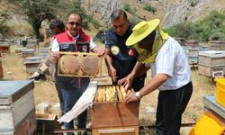 Erzincan'da bu yıl bin 500 ton bal bekleniyor
