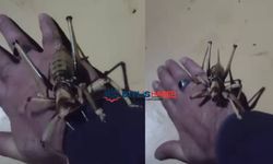 Büyüklüğüyle dikkat çeken çekirge Bitlis’te görüntülendi
