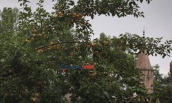 Baharda cep yakıyordu, şimdi dallarda kaldı