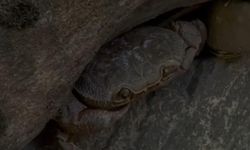 Hakkari'de nadir görülen dev yengeç görüntülendi