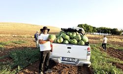 İlaçsız ve susuz yetişiyor, tezgahlarda yok satıyor