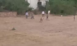 İneğini yakalamaya çalışırken boynuz darbesiyle yaralandı