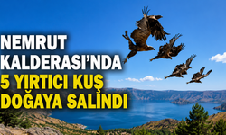 Nemrut Kalderası'nda 5 yırtıcı kuş doğaya salındı
