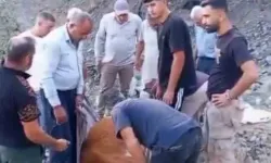 Siirt'te dağda mahsur kalan büyükbaş hayvan telef oldu