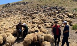 Şırnak yaylalarında hayvan sağlığı seferberliği