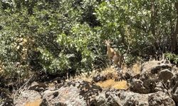 Şırnak'ta dağ keçileri yola indi