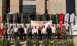 Şırnak'ta endemik Kıtılnefs üzümünün üretim alanı büyüyor