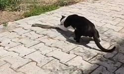 Sokak ortasında kedi-yılan kavgası