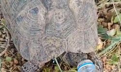 Vatandaş susayan kaplumbağaya eliyle su içirdi