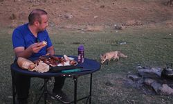 Bitlis'te etin kokusunu alan tilki piknikçilerin peşini bırakmadı