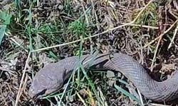 1 buçuk metrelik kocabaş yılanı o ilde görüntülendi