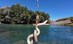 Oltasına balık yerine su yılanı takıldı