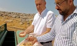 Araban Sarımsağında dikkat çeken gelişme: Zambak Anaç tohumu ekildi