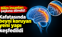 Bilim insanları şaşkına döndü! Kafatasında beyni koruyan yeni yapı keşfedildi