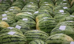 Bir çocuk gibi bakıyorlar: Dev karpuzlar yarışmaya hazırlanıyor