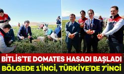 Bitlis'te domates hasadı yapıldı: Üretimde bölgede lider, Türkiye’de 7’nci sırada