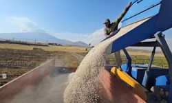 Bitlis'te tarlalar hareketlendi: Fasulyenin kilosu bakın ne kadar oldu?