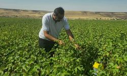Cizre'de pamuk rekoltesini korumak için feromon tuzakları kullanılıyor