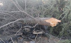 Elazığ'da otomobil ağaca çarptı: Bir yaralı