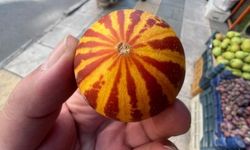 Şamama kavunu tezgahlarda: Tanesi 30 liradan satılıyor