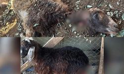 Gece ağıla giren köpekler 3 kuzuyu telef etti