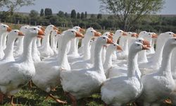 Kars kazı ne zaman kesiliyor? Kar yağışı mı bekleniyor?