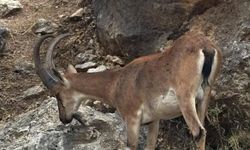 Keban'da dağ keçileri yerleşim yerlerine yakın bölgede görüntülendi