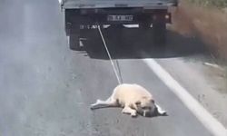 Köpeğe yapılan eziyet kamerada! Kamyonetin arkasına bağlayıp sürüklediler