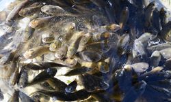 Kura Nehri'ne 300 bin sazan yavrusu bırakıldı