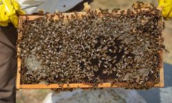Muş'ta bal bereketi: 290 bin kovandan yaklaşık 700 ton bal çıktı