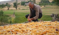 Muş'ta zamana direnen hasat! Mısırlar orakla biçiliyor, sopalarla dövülüyor