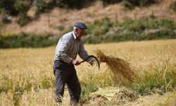Ne traktör ne makine: Bitlis'te 250 yıllık çeltik geleneği