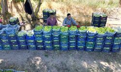 Van'da 86 yaşındaki çiftçi hem üretiyor hem işçilere ekmek kapısı oluyor