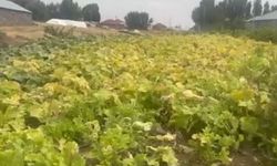 "Yazın bereketini kışa taşıyoruz": Ağrı'da geleneksel hazırlık başladı