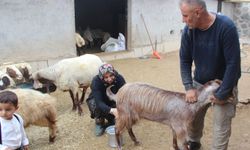 10 koyunla başlayan 4 çocuk annesinin en büyük hedefi çiftlik kurmak