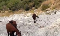 Van kırsalında yılkı atları görüntülendi
