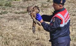 Yaralı Kızıl Şahine Jandarma Şefkati