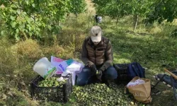 Sonbahar Renkleriyle Birlikte Ceviz Mesaisi de Başladı
