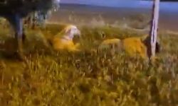 Video Çekerken “Köpekler Saldırmıyor” Dediği Anda Saldırıya Uğradı!