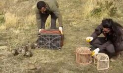 Bitlis’te Kaçak Avlanan Keklikler Doğaya Kavuştu