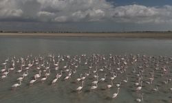 Arin Gölü’nün Pembe Misafirleri Bu Yıl Gecikti