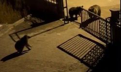 Boz ayılar sokaklara indi! Vatandaşın sözleri güldürdü