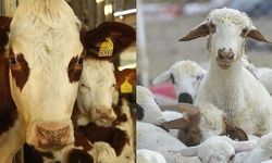 Siirt’te Yetiştiriciler Dikkat! Destek Başvurularında Son Gün 1 Aralık
