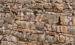 Erzincan'da nefes kesen görüntü! Yaban keçileri böyle görüntülendi