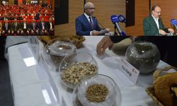 Siirt’te 50 bin ton fıstık üretimi hedefleniyor